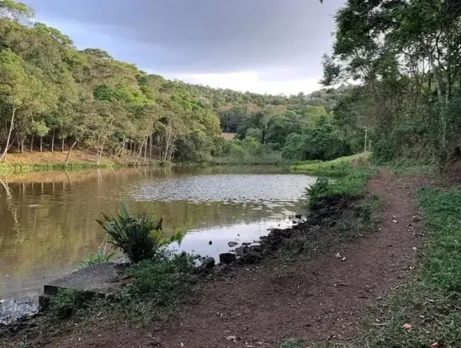Fazenda com plantação de eucaliptos em Brasopolis MG