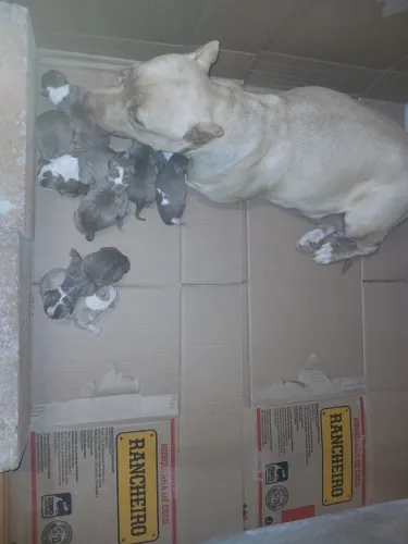 Filhote pitbull * )