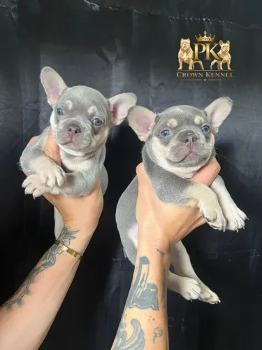 Bulldog Francês