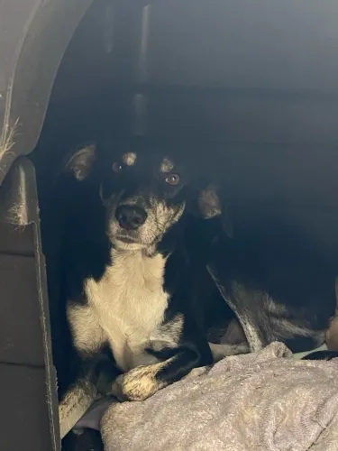 Cão castrado pra adoção
