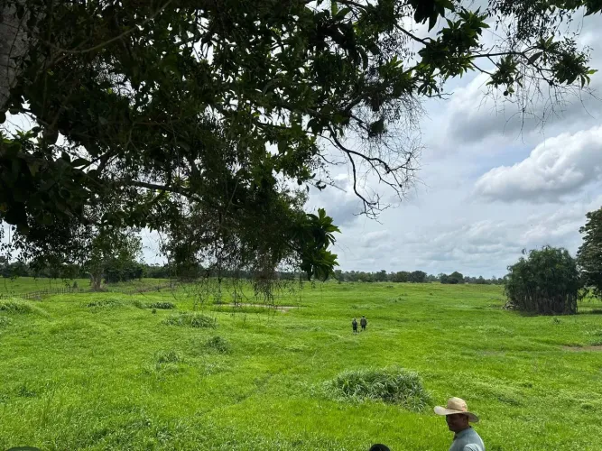 FAZENDA À VENDA | CAREIRO DA VÁRZEA  CURARI