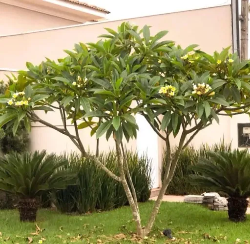 Planta Jasmim manga branco