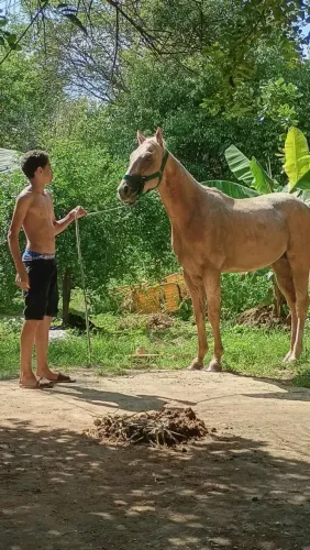 Vende-se ou troca Potro quarto de milha