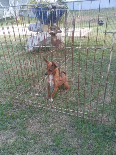 Pinscher miniatura 8 meses