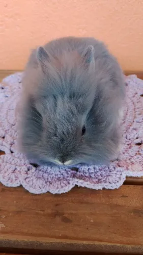 Mini lion head