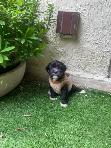 Shitzu com poodle pretinhos