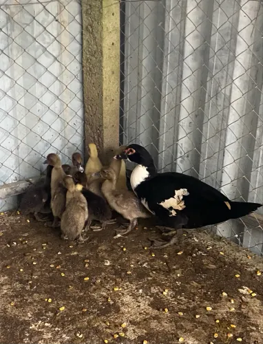 Vendo PATA com 10 patinhos