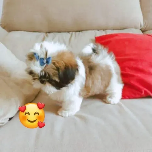 Shitzu macho lindo micro vacinado divido cartão tratar particular entrego 