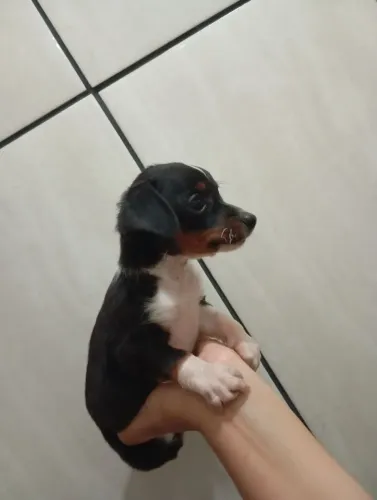 Cachorro Macho