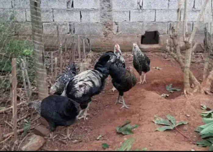 Lote de 45 frangos e galinhas