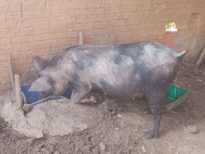 Vendo porca prenha