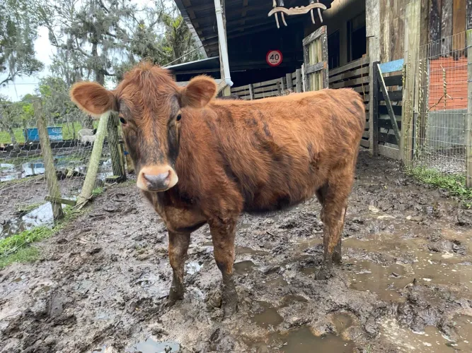 Novilha Angus
