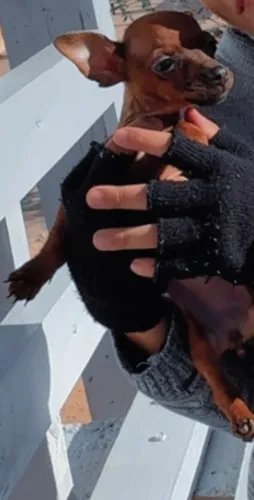 Vendo Pinscher 0 fêmea