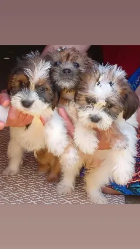 Shihtzu