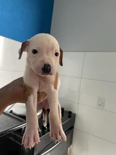 Cachorro pitbul 