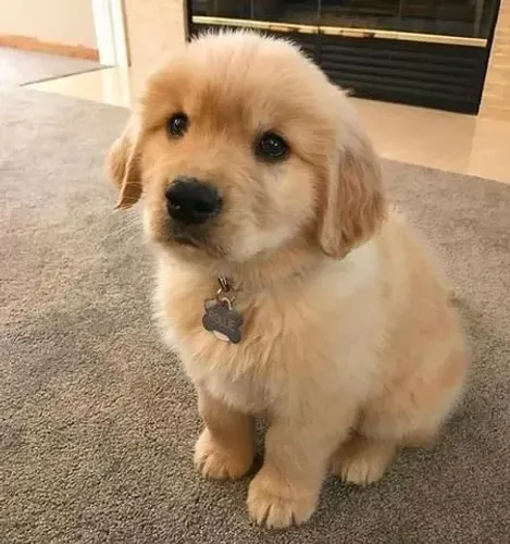 DOAÇÃO GOLDEN RETRIVIER NATURAL