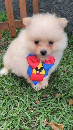 Mega Promoção para o dia das crianças Spitz alemão 