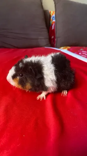 Vende se porquinhas da Índia 