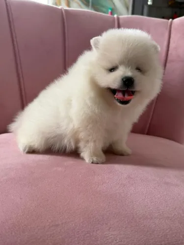 Lulu da Pomerânia