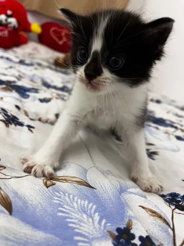 Doa-se gatinho