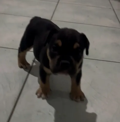 American Bully