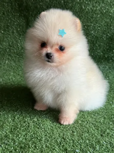 Spitz alemão -macho