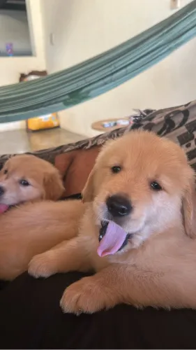 FILHOTES DE GOLDEN RETRIEVER