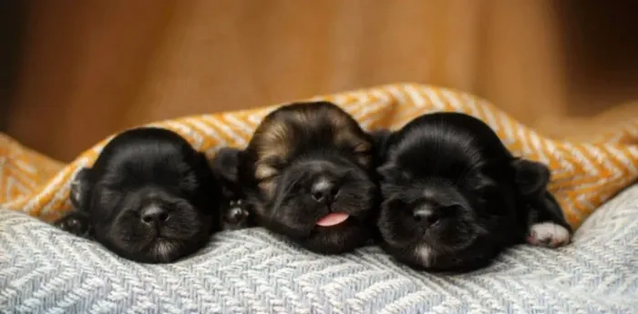 Filhote Shihtzu Mini Puro