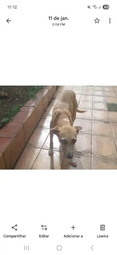 Cachorrinha pra adoção 