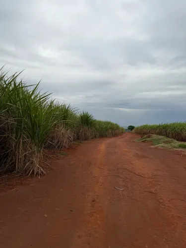 Fazenda de Cana Açúcar 