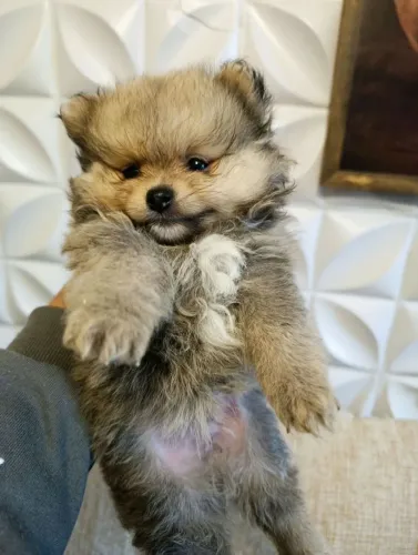 Lulu Pomerânia anão