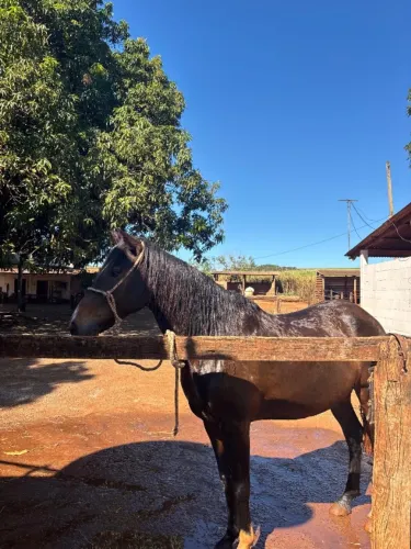 cavalo manso e alto