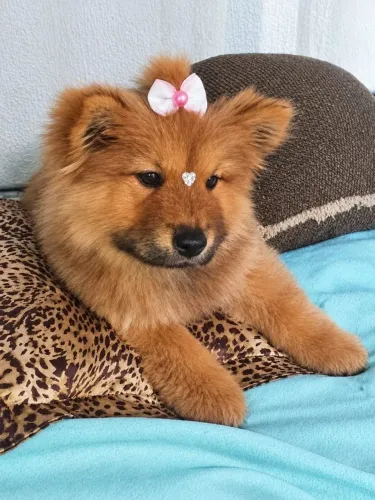 Vendo filhote de chow chow