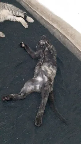 Adoção de gato