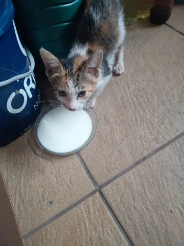 Doação gatinha 