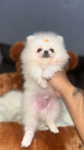 Lulu anão machinho 