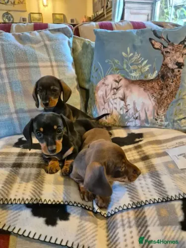 Baby Teckel/Dachshund/Salsicha/Salsichinha/Basset/Cofap ativos e alegres