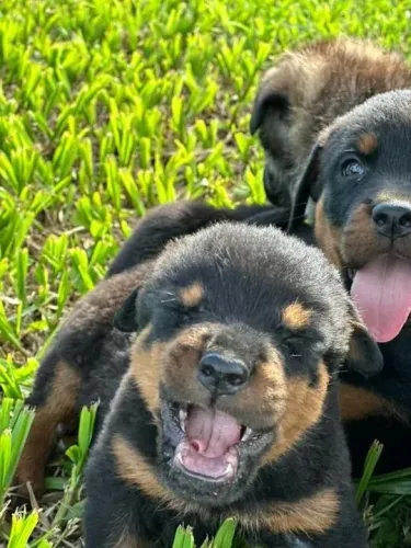 Rottweiler Esse pequeno companheiro nasceu para ser mimado