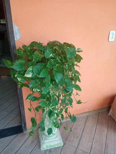 Planta jibóia