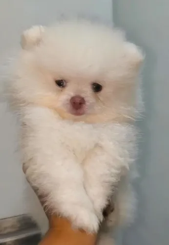 Lulu-da-pomerâria
