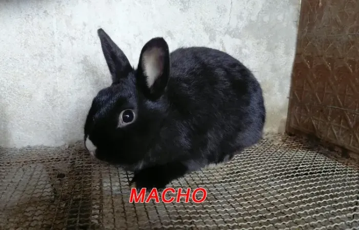 Filhote macho de Netherland Duarf