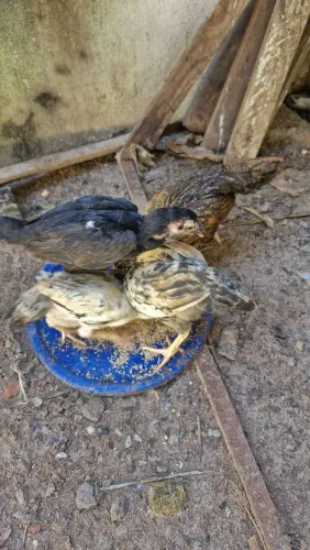 Vende se pintinhos