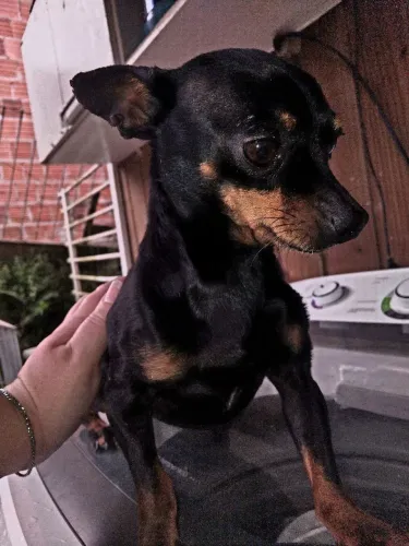 Pinscher macho adulto