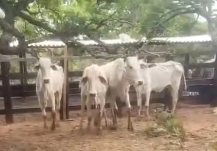 Vaca