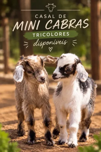 Casal de mini cabras
