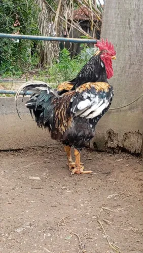 Galo GSb sertanejo balão puro RS500,00 avista