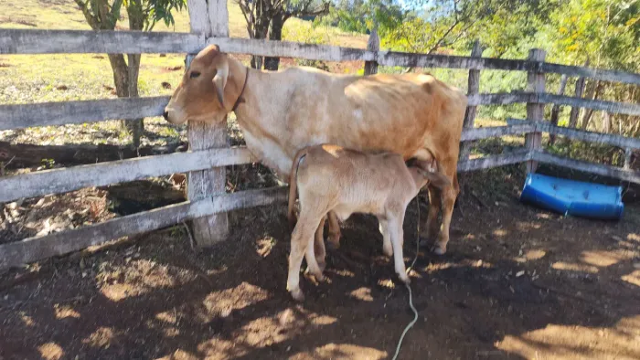 Vaca parida de bezerra