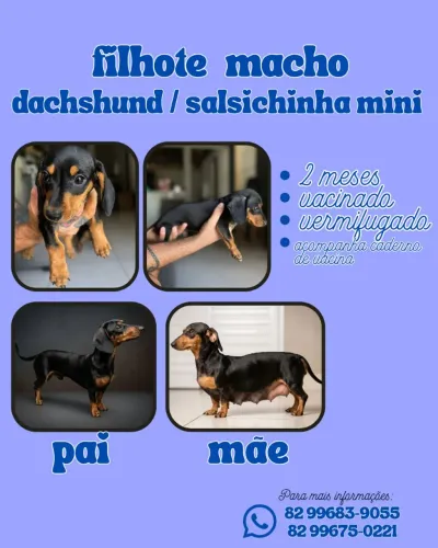 Filhote macho de dachshund salsichinha mini