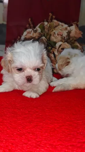 Lindos Shitzu brancos disponíveis para venda whts *42