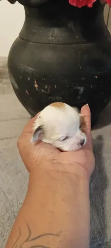 Filhote Shih Tzu Fêmea 